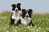 BORDER COLLIE 522